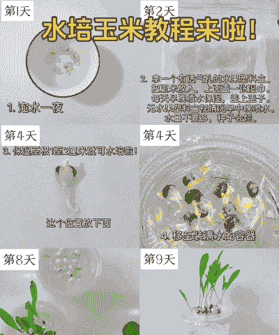 水培玉米种子种植方法