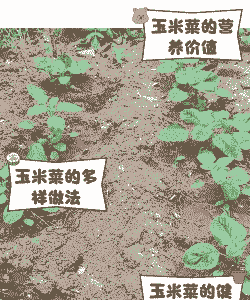 玉米种植后种什么菜