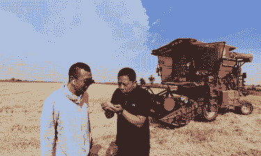 永济玉米种植面积多少亩