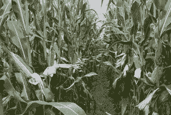 商丘市区玉米种植面积