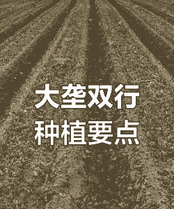 玉米种植需要起垄么