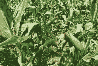 香糯小玉米种植技术