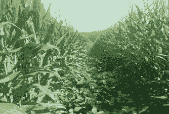 美豆美玉米种植面积