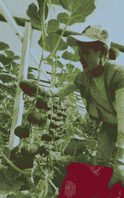 南瓜玉米种植全过程