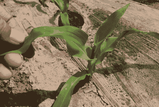 水果玉米种植要多久出苗