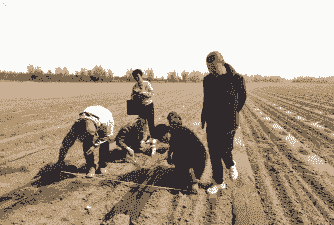 长治哪里有玉米种种植