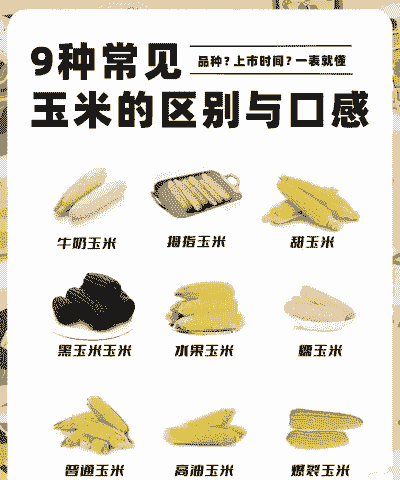 甜糯玉米种植品种介绍