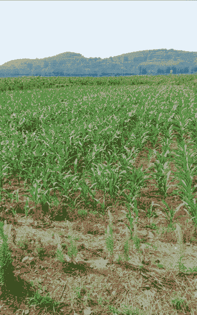 东平玉米种植地区在哪里