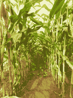 玉米种植要阳光吗冬天