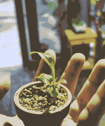 爆米花玉米种的种植方法