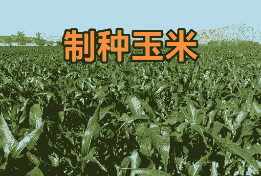 制种玉米种植投入多少