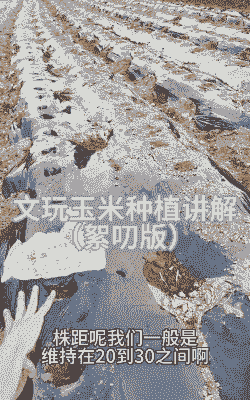 七彩玉米种植方法