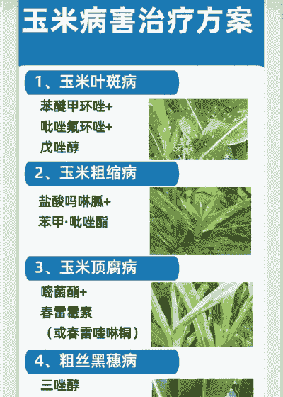 玉米种植后对身体有害