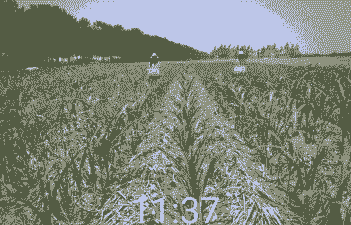 兰陵县玉米种植区面积