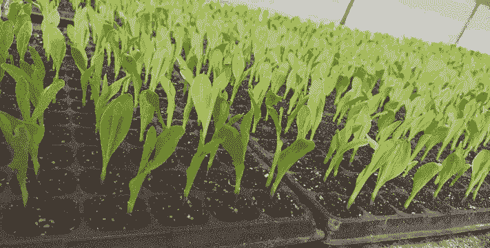 玉米种植多少棵苗最好