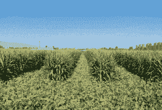 江苏的大豆玉米种植基地