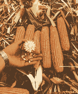 安徽种植哪个玉米种好