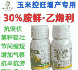 玉米种植技术玉米控旺用什么药