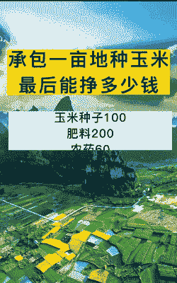 玉米种植一亩利润多少