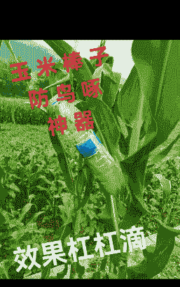 玉米种植防啄最好的方法