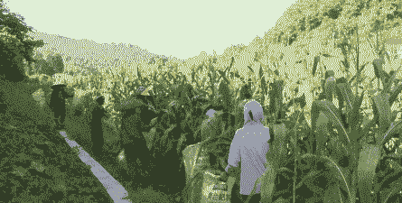 甜玉米种植施肥全过程