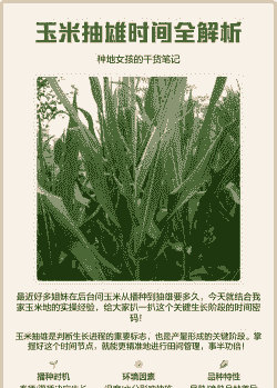 玉米种植后多久抽雄穗