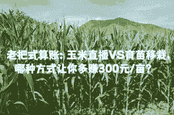 玉米种直播好还是种植好