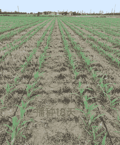 玉米种植肥水管理方法