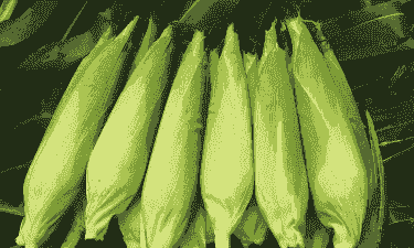 春玉米种植啥品种好吃些