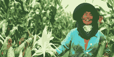 大理弥渡县玉米种植面积