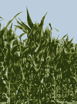 适合陕南地区种植的玉米种