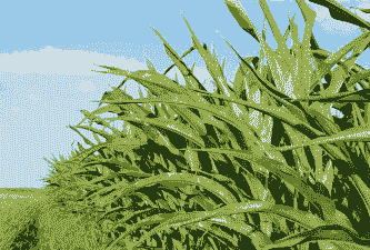 玉米种植用什么草最好养