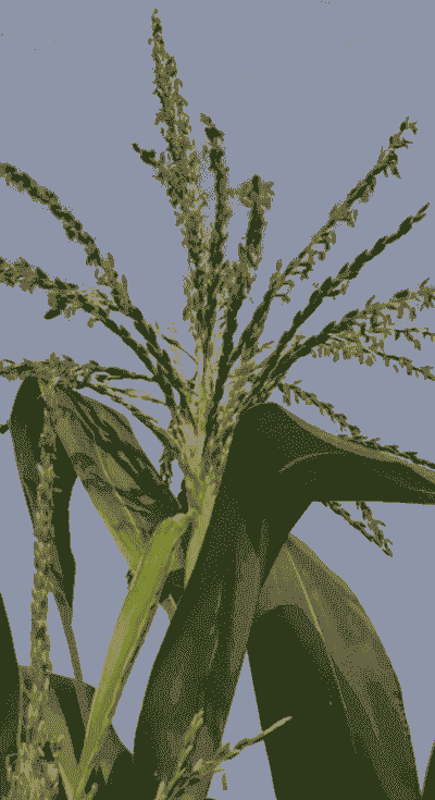 甜玉米种植后多少天开花