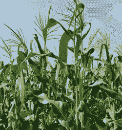 找适合广西种植的玉米种