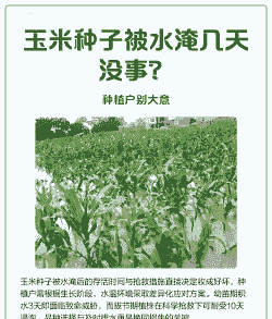玉米种子种植需要浸泡吗