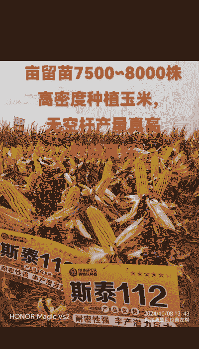 玉米种植三百亩多少斤重