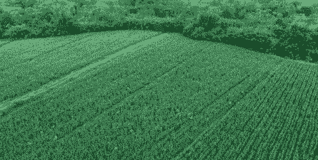 六百亩玉米种植多少株呢