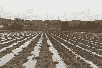 自贡玉米种植户有哪些名字