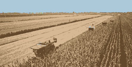 玉米种植到收割全过程