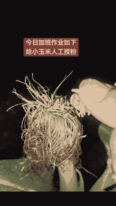 玉米种植要人工授粉吗