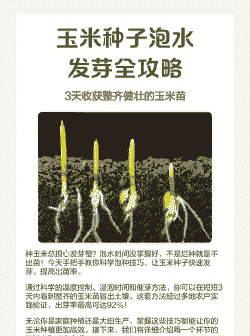 种植玉米种子需要泡水吗