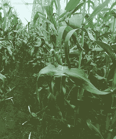 海口玉米种植区在哪里呀