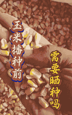 玉米种植前要晒种子吗