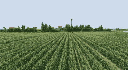 广西哪里有玉米种植场所