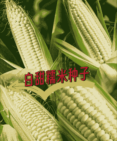 白糯玉米种子种植时间