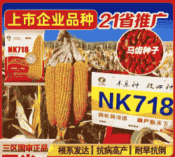 湖北种植哪种玉米种子