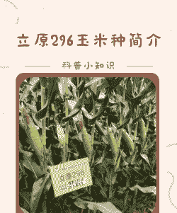 玉米种子属于什么种植的
