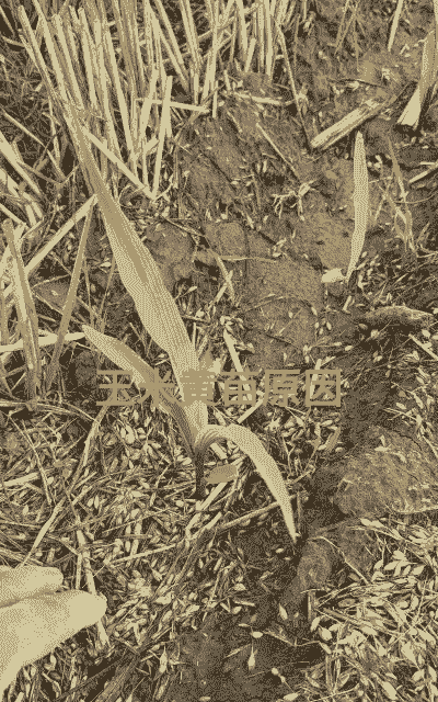 玉米种植叶子黄了怎么办