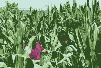 玉米种植和田间管理措施