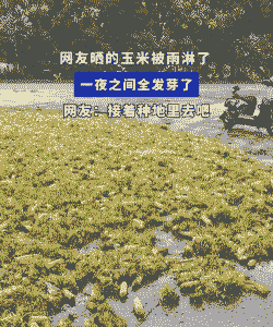 玉米种植怕不怕冰雹雨淋